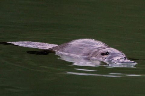Wild Australian Wildlife 4WD Tour From Sydney - Great Ocean Road Tourism 2
