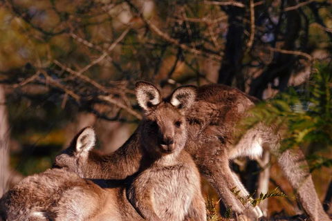 Wild Australian Wildlife 4WD Tour From Sydney - Great Ocean Road Tourism 3