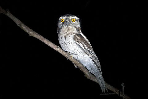 Wild Australian Wildlife 4WD Tour From Sydney - Great Ocean Road Tourism 4