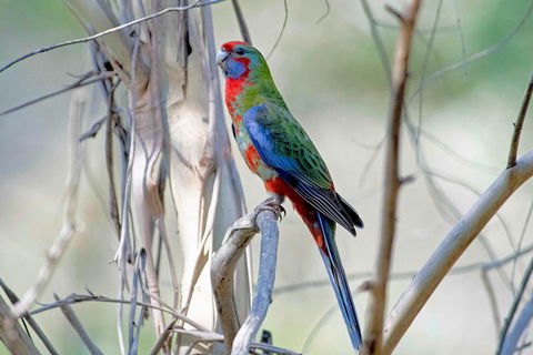 Wild Australian Wildlife 4WD Tour From Sydney - Great Ocean Road Tourism 5