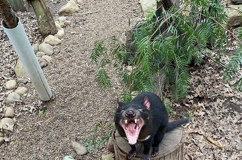 Featherdale Wildlife Park General Admission - Great Ocean Road Tourism 1