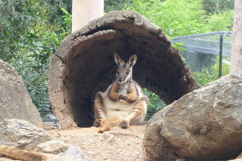 Featherdale Wildlife Park General Admission - Great Ocean Road Tourism 2