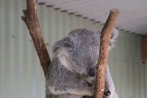 Featherdale Wildlife Park General Admission - Great Ocean Road Tourism 3