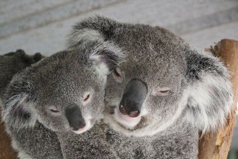 Featherdale Wildlife Park General Admission - Great Ocean Road Tourism 4