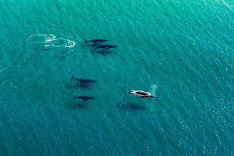 25-30 Minute Newcastle & Macquarie Helicopter Shared Flight - Great Ocean Road Tourism 4