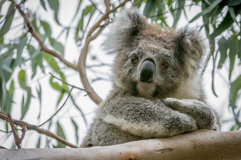 Great Ocean Road & Grampians National Park Tour - 3 Days, 2 Nights - Great Ocean Road Tourism 2