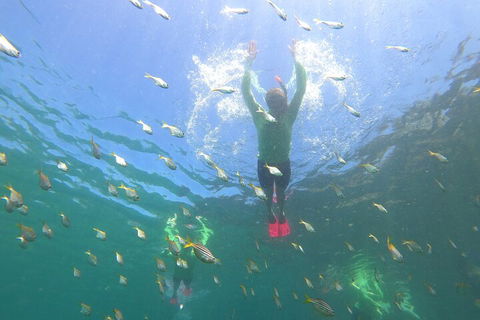 Manly Snorkel Trip And Nature Walk With Local Guide - Great Ocean Road Tourism 0
