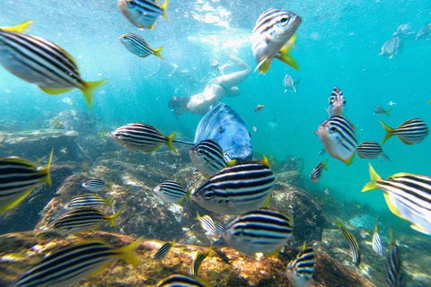 Manly Snorkel Trip And Nature Walk With Local Guide - Great Ocean Road Tourism 2